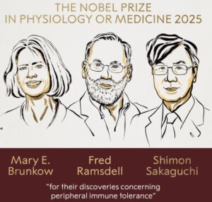 Alt="Nobel Ramsdell 2025 immunology"