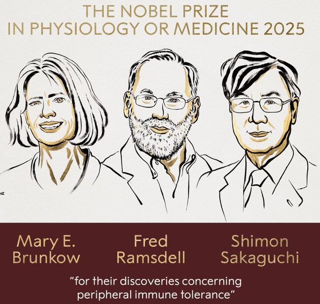 Alt="Nobel Ramsdell 2025 immunology"